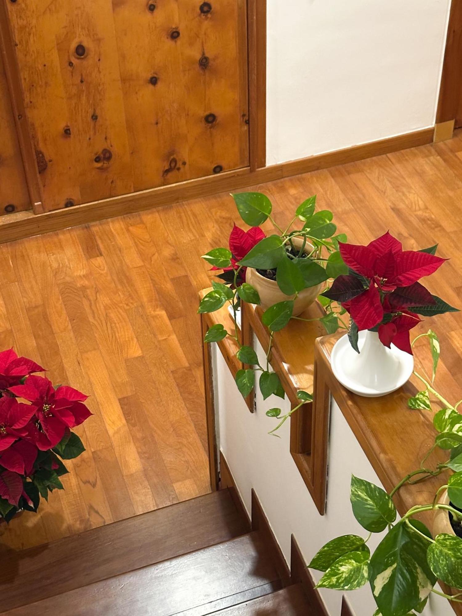 B&B Le Foglie D'Ulivo Bari Eksteriør billede